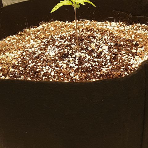 Orange sherbert auto fastbuds  growlog timeline photo