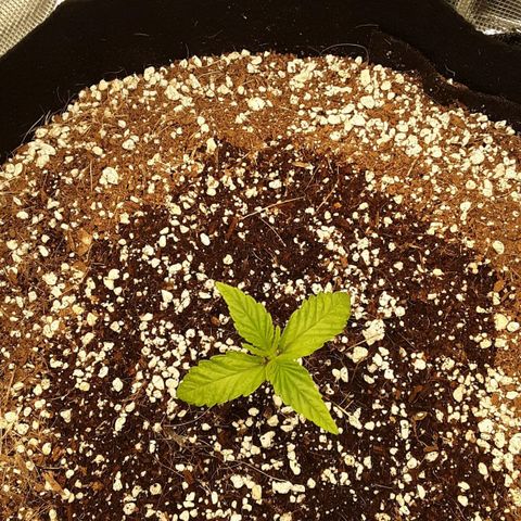 Orange sherbert auto fastbuds  growlog timeline photo