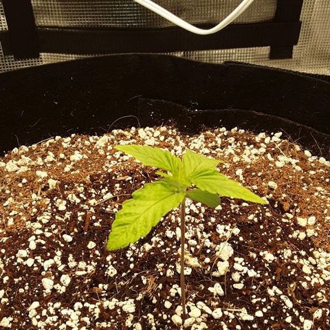 Orange sherbert auto fastbuds  growlog timeline photo