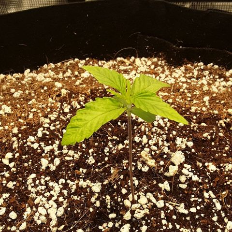 Orange sherbert auto fastbuds  growlog timeline photo