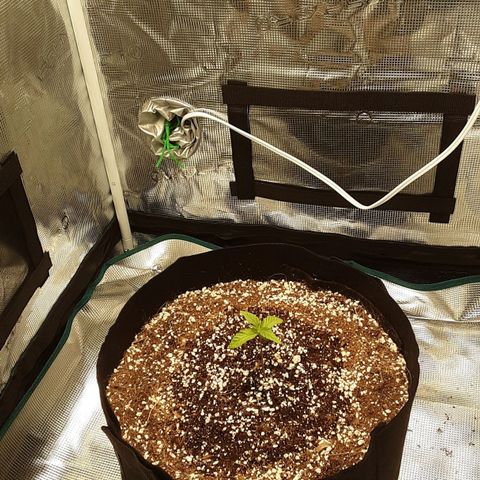 Orange sherbert auto fastbuds  growlog timeline photo