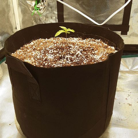 Orange sherbert auto fastbuds  growlog timeline photo