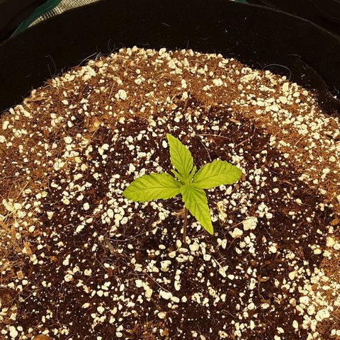 Orange sherbert auto fastbuds  growlog timeline photo