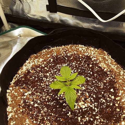 Orange sherbert auto fastbuds  growlog timeline photo
