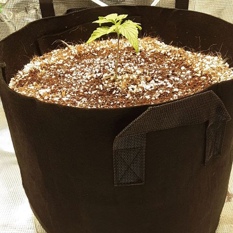 Orange sherbert auto fastbuds  growlog timeline photo