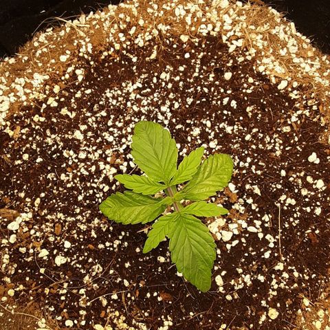 Orange sherbert auto fastbuds  growlog timeline photo