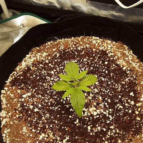 Orange sherbert auto fastbuds  growlog timeline photo