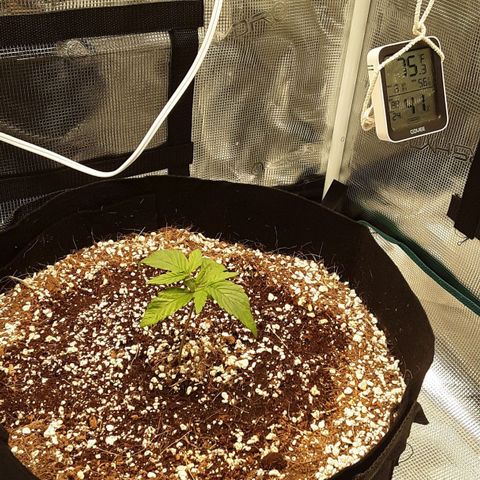 Orange sherbert auto fastbuds  growlog timeline photo