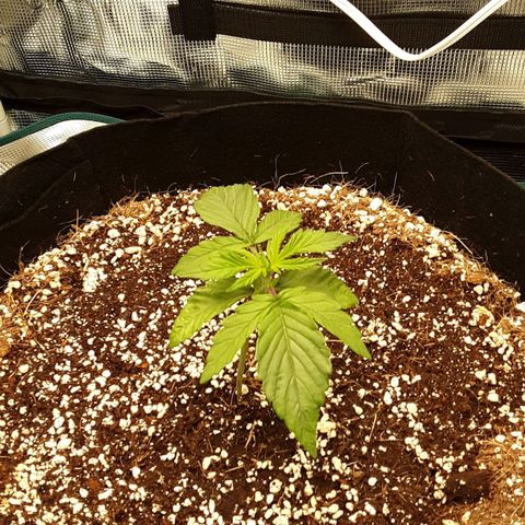 Orange sherbert auto fastbuds  growlog timeline photo