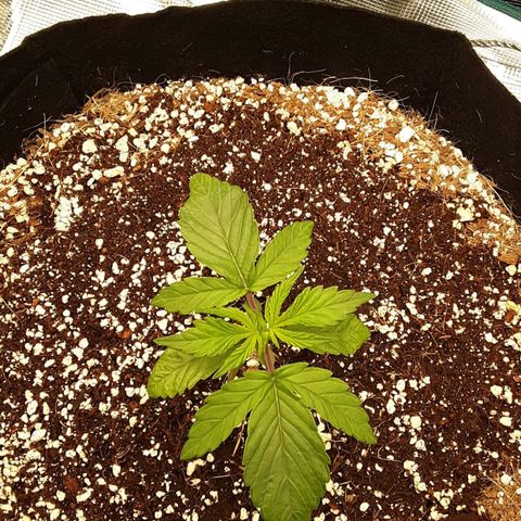 Orange sherbert auto fastbuds  growlog timeline photo