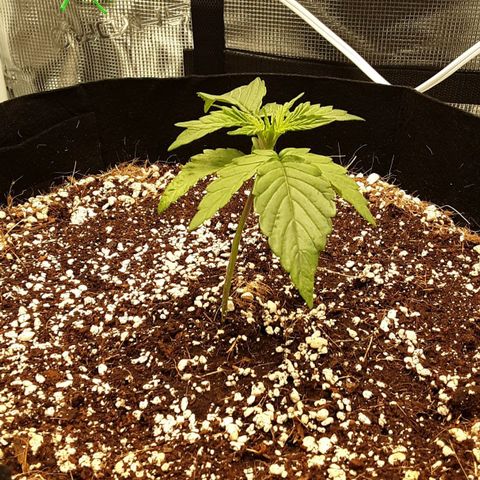 Orange sherbert auto fastbuds  growlog timeline photo