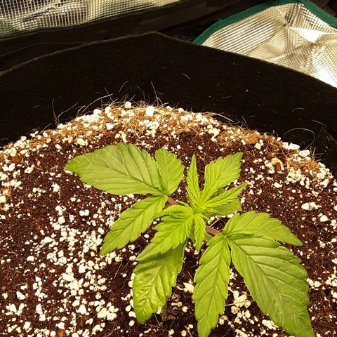 Orange sherbert auto fastbuds  growlog timeline photo