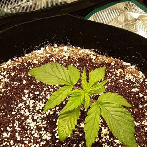 Orange sherbert auto fastbuds  growlog timeline photo