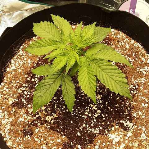 Orange sherbert auto fastbuds  growlog timeline photo