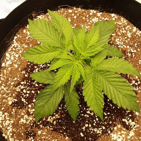 Orange sherbert auto fastbuds  growlog timeline photo