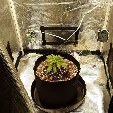 Orange sherbert auto fastbuds  growlog timeline photo