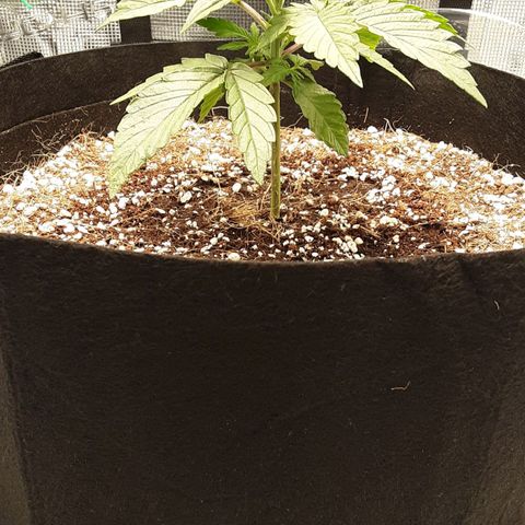 Orange sherbert auto fastbuds  growlog timeline photo