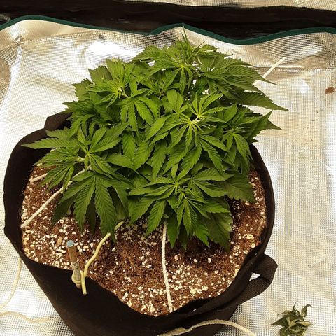 Orange sherbert auto fastbuds  growlog timeline photo