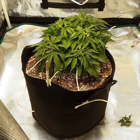 Orange sherbert auto fastbuds  growlog timeline photo