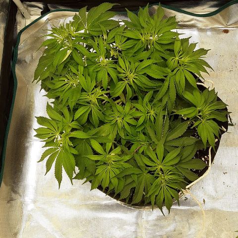 Orange sherbert auto fastbuds  growlog timeline photo