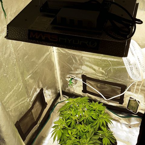 Orange sherbert auto fastbuds  growlog timeline photo