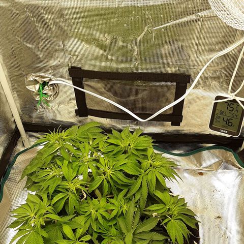 Orange sherbert auto fastbuds  growlog timeline photo