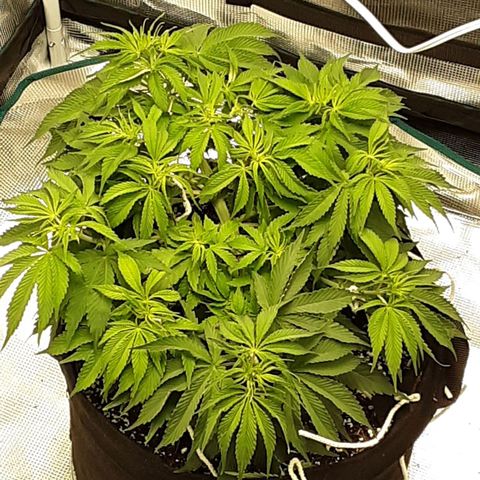 Orange sherbert auto fastbuds  growlog timeline photo