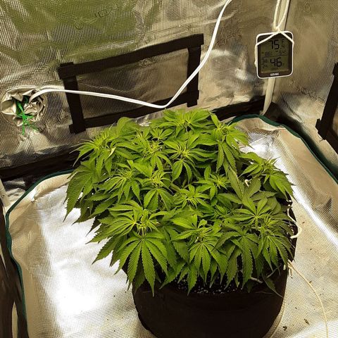Orange sherbert auto fastbuds  growlog timeline photo