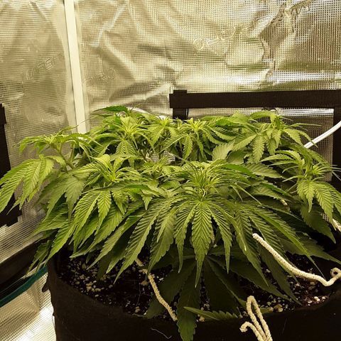 Orange sherbert auto fastbuds  growlog timeline photo