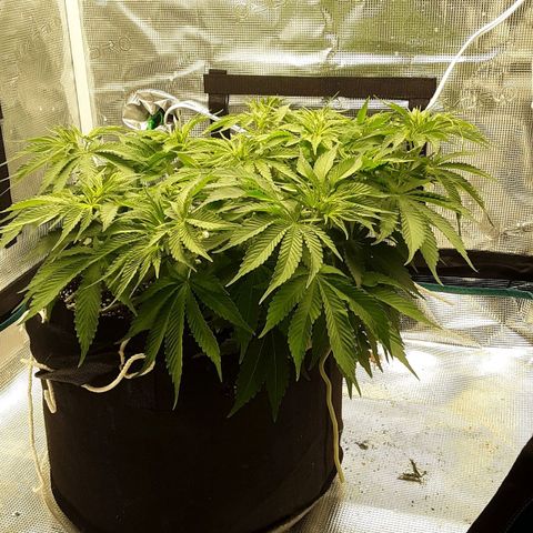 Orange sherbert auto fastbuds  growlog timeline photo