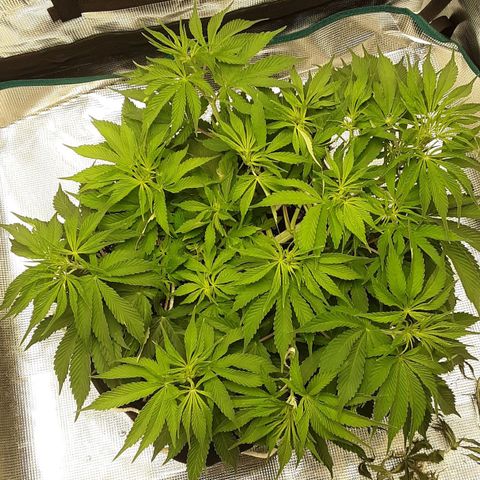 Orange sherbert auto fastbuds  growlog timeline photo