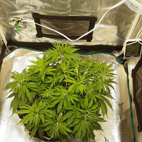 Orange sherbert auto fastbuds  growlog timeline photo