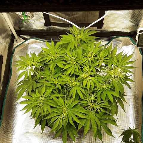 Orange sherbert auto fastbuds  growlog timeline photo