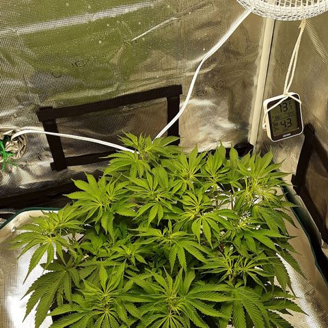 Orange sherbert auto fastbuds  growlog timeline photo