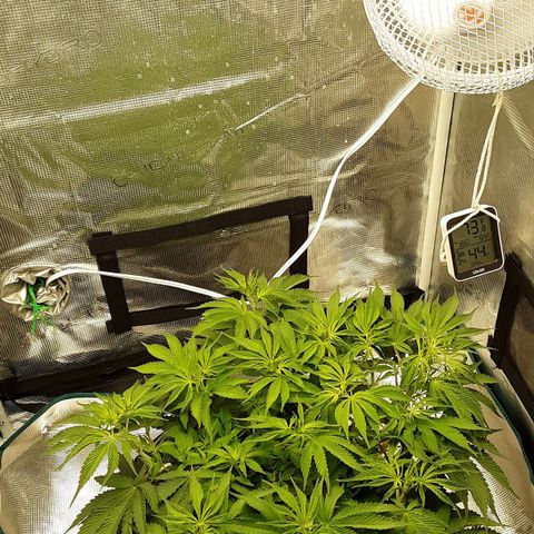 Orange sherbert auto fastbuds  growlog timeline photo