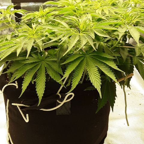 Orange sherbert auto fastbuds  growlog timeline photo