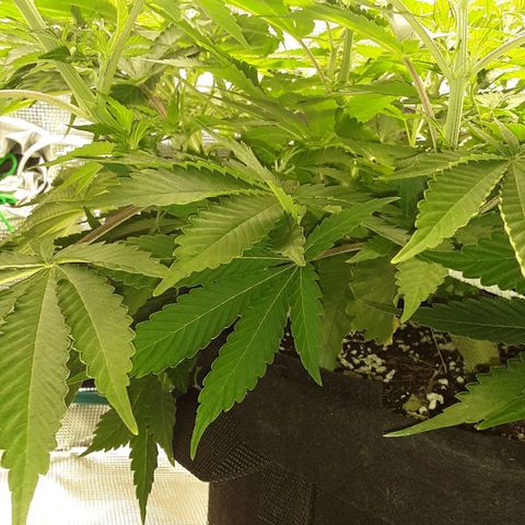 Orange sherbert auto fastbuds  growlog timeline photo