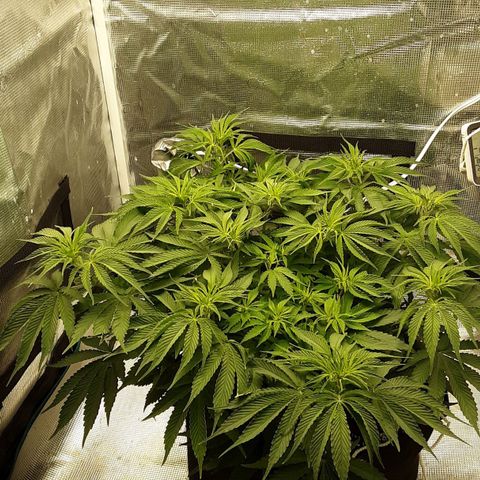 Orange sherbert auto fastbuds  growlog timeline photo