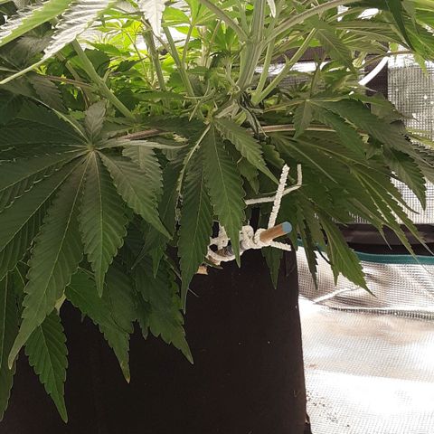 Orange sherbert auto fastbuds  growlog timeline photo