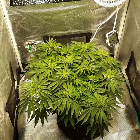 Orange sherbert auto fastbuds  growlog timeline photo