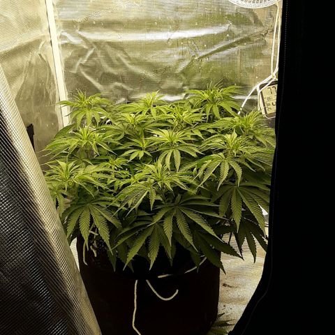 Orange sherbert auto fastbuds  growlog timeline photo
