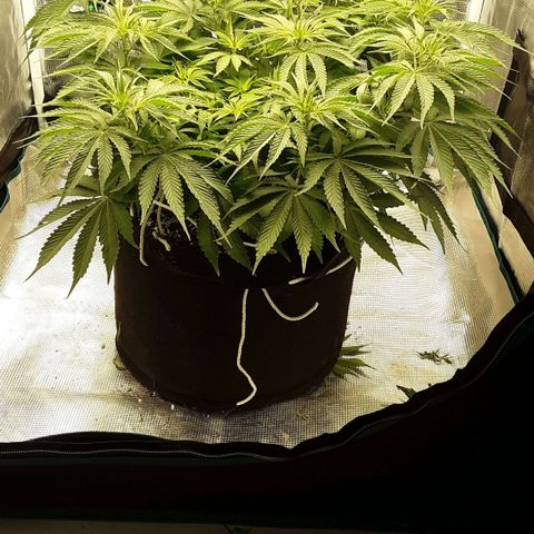 Orange sherbert auto fastbuds  growlog timeline photo