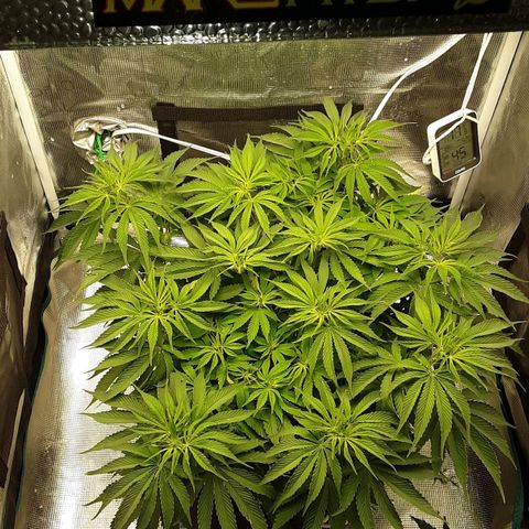 Orange sherbert auto fastbuds  growlog timeline photo