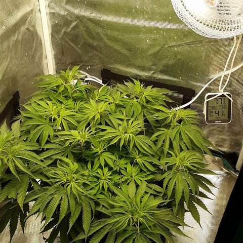 Orange sherbert auto fastbuds  growlog timeline photo