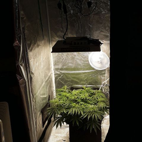 Orange sherbert auto fastbuds  growlog timeline photo