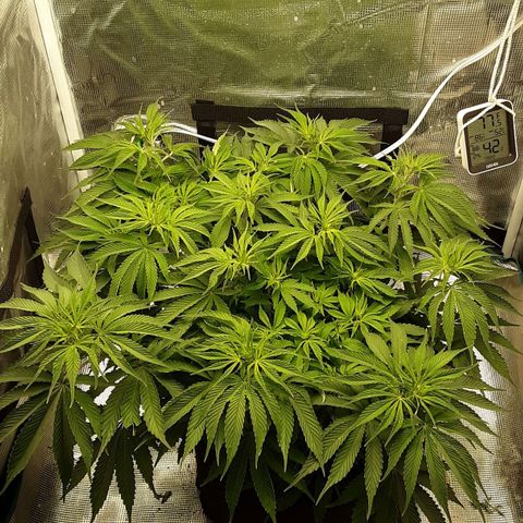 Orange sherbert auto fastbuds  growlog timeline photo