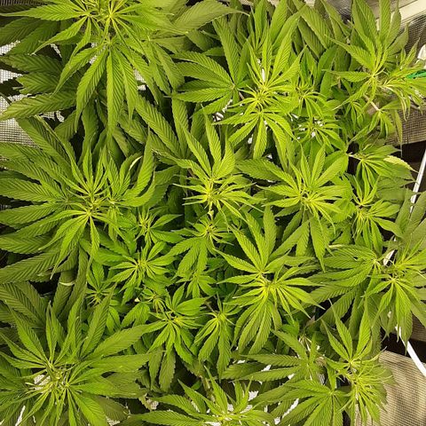 Orange sherbert auto fastbuds  growlog timeline photo
