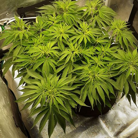 Orange sherbert auto fastbuds  growlog timeline photo