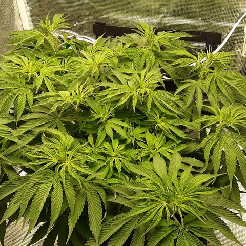 Orange sherbert auto fastbuds  growlog timeline photo