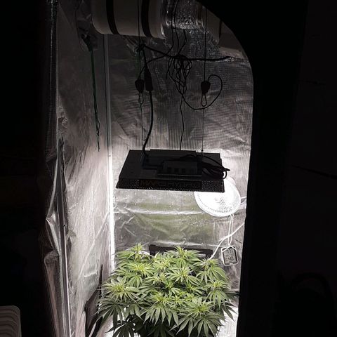 Orange sherbert auto fastbuds  growlog timeline photo